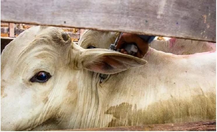 Mato Grosso vacina 99% do rebanho bovino e bubalino na primeira etapa contra aftosa