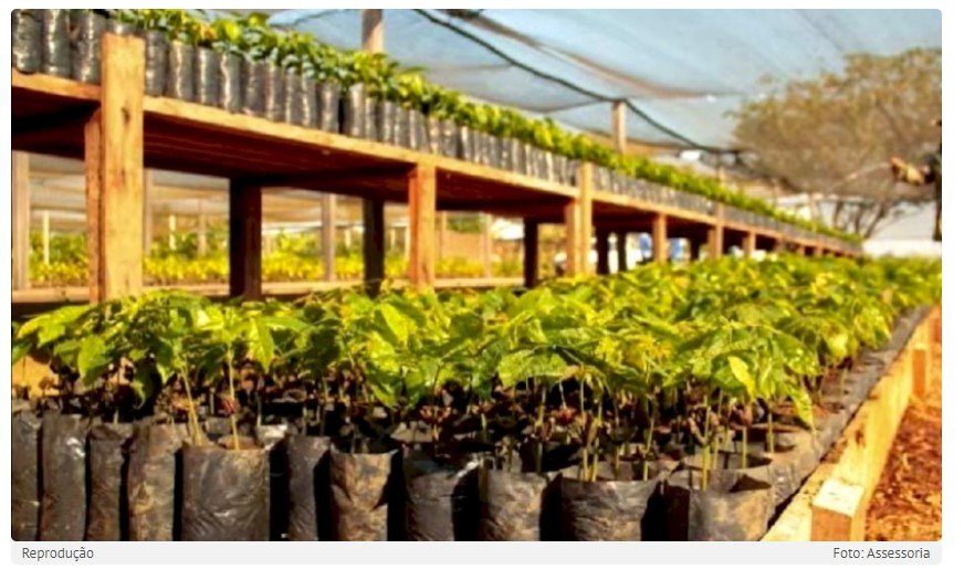 Terra Nova! Prefeitura lança programa de incentivo ao cultivo do cacau