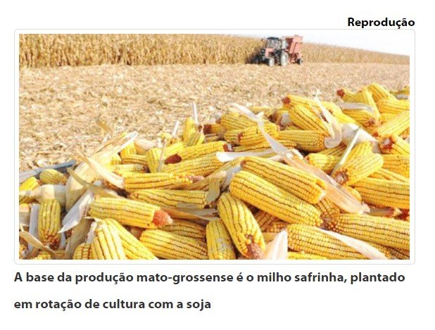 MT não vai ofertar mais milho do que soja nesta temporada