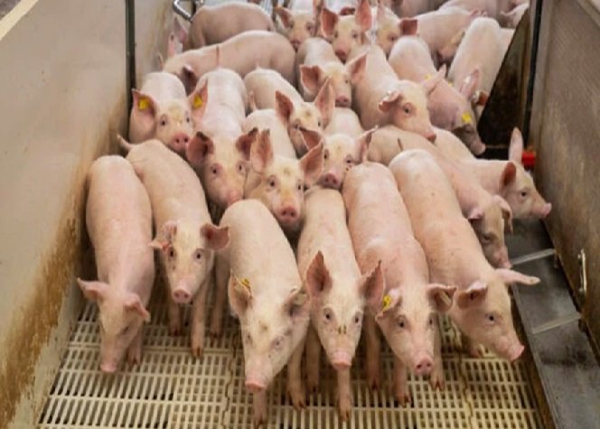 Exportação de carne suína registra queda de 12,4%