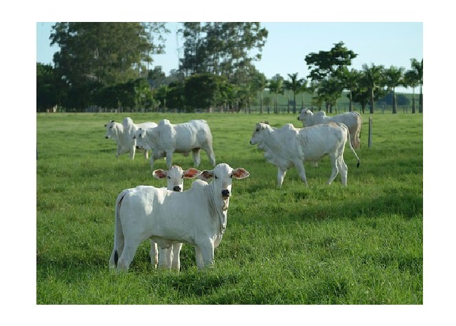 Etapa de vacinação contra brucelose termina em 30 de junho