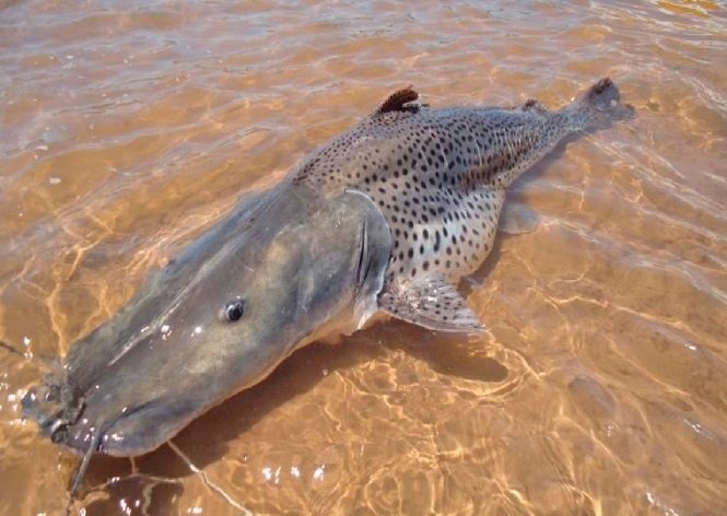 Pesca de pintado passa a ser proibida em todo o Brasil a partir de setembro