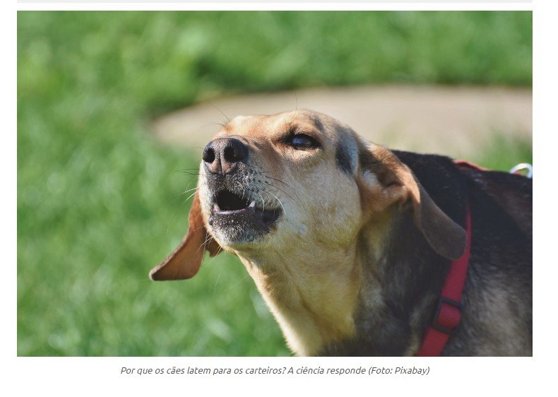 Por que os cães latem para os carteiros? A ciência responde