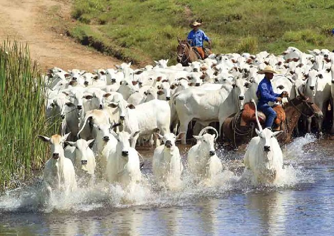 Maior parte da pecuária de Mato Grosso é formada por pequenos produtores