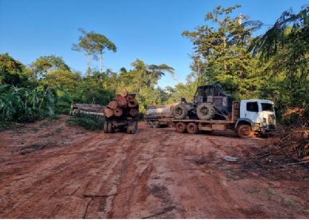 PF apreende 15 caminhões carregados de madeira ilegal no norte de MT