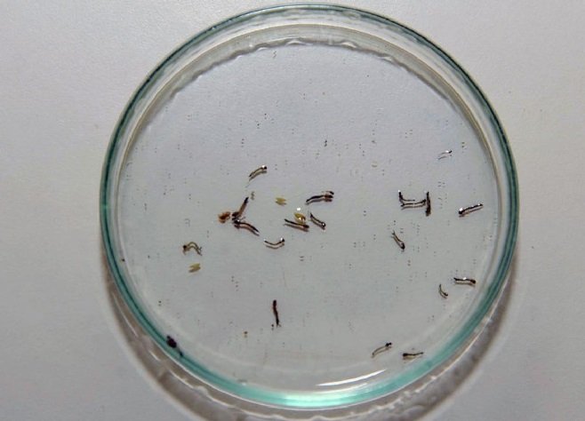Nova cepa da dengue é identificada em Sorriso, diz pesquisa