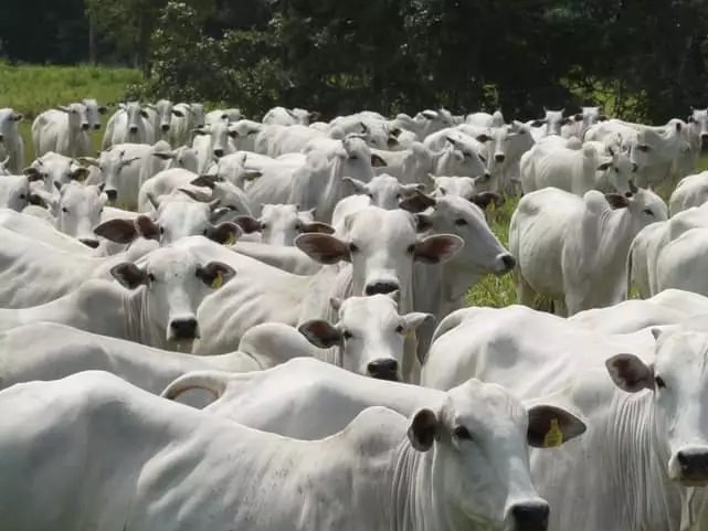 Pecuarista em Colíder tem 24 cabeças de gado furtados próximo da cidade.