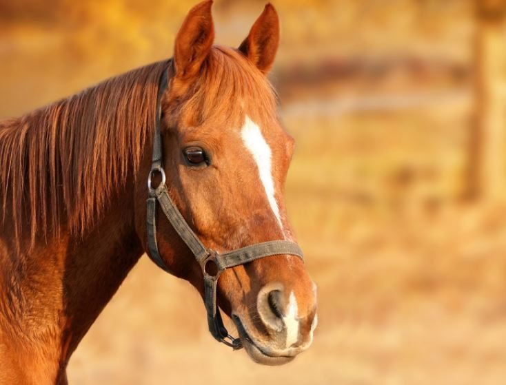 Homem que sofreu acidente com cavalo em Colíder esta na UTI.