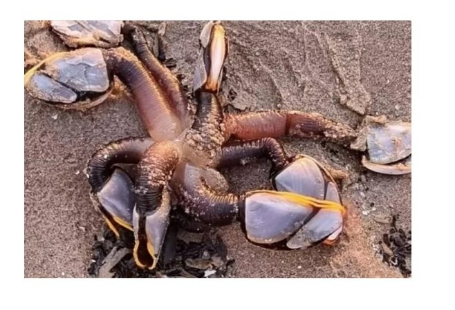 Criatura bizarra com tentáculos aparece em praia e assusta internautas