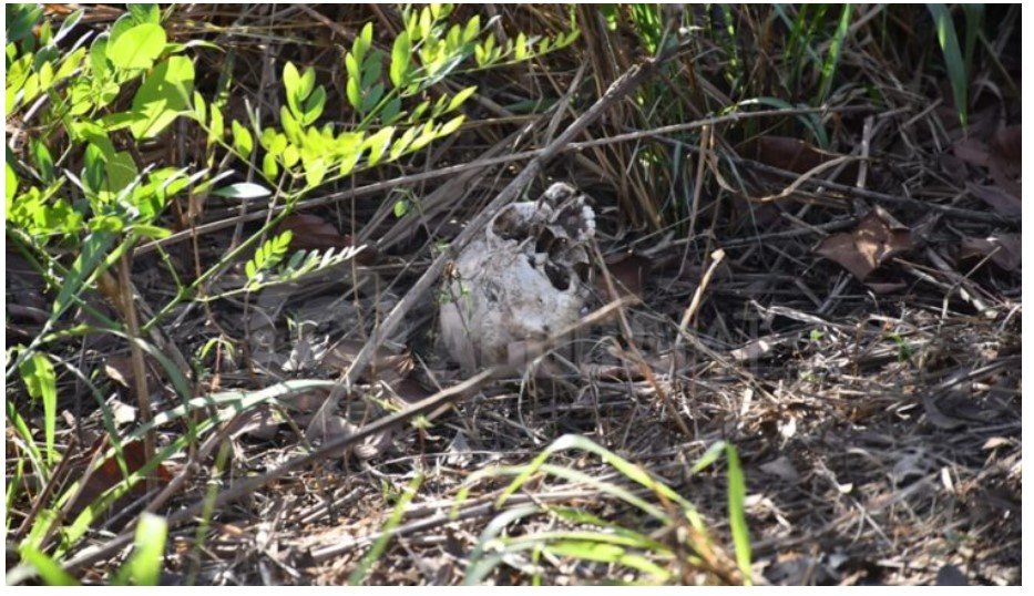Pai e filho encontram ossada humana às margens da BR-163