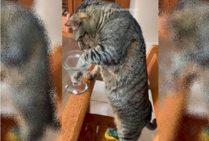Gato aparece calçando mini chinelo e viraliza nas redes