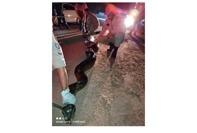Sucuri de sete metros passeia em Estrada de MT