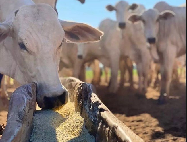 Empresário/pecuarista em Colíder tem 21 cabeças de gado furtado.