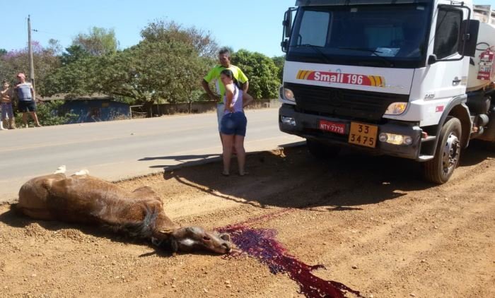 Em Colider animal morre ao chocar-se com caminhão na pista da MT-320 (Vídeo)
