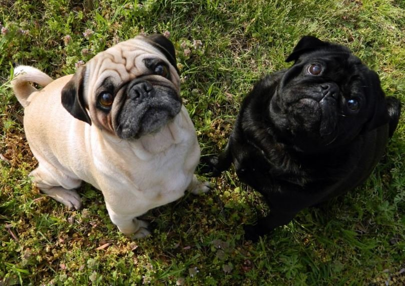 Em Colíder família procura casal de cães da raça PUG desaparecidos. (Fotos)