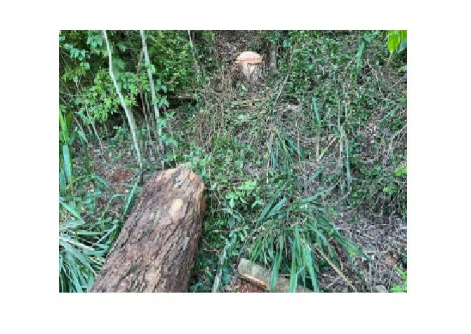 Trabalhador morre após ser atingido por tronco de árvore em Nova Bandeirantes