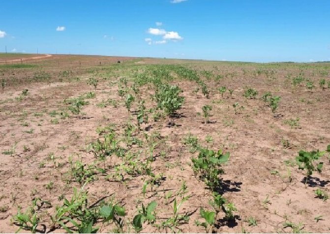 Indea aplica R$ 1,5 milhão em multas a produtores que plantaram soja em período proibitivo