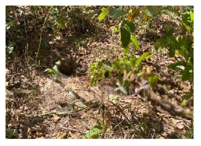 Funcionários de fazenda encontram corpo com cabeça e braço arrancados