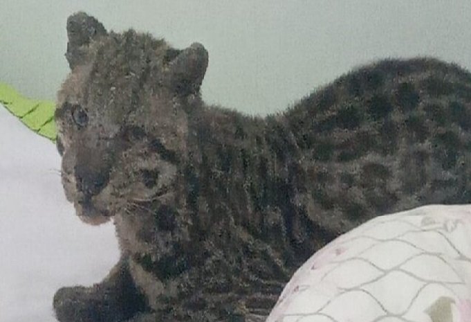 Morador deixa janela aberta, e jaguatirica se acomoda em cama de criança