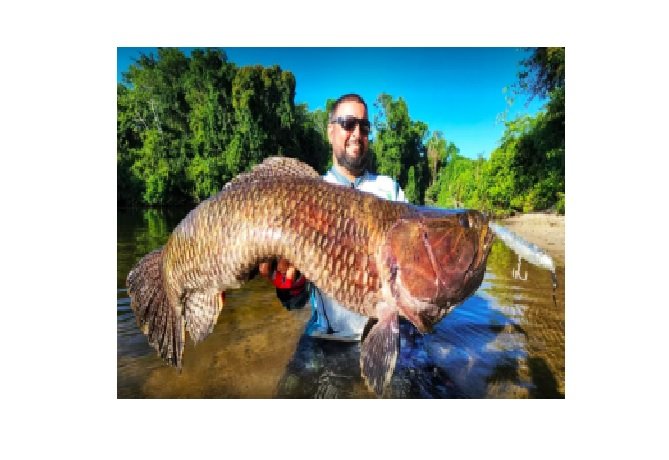Pescador esportivo captura no Pará o maior ‘Trairão’ do Brasil e quer entrar para recorde mundial