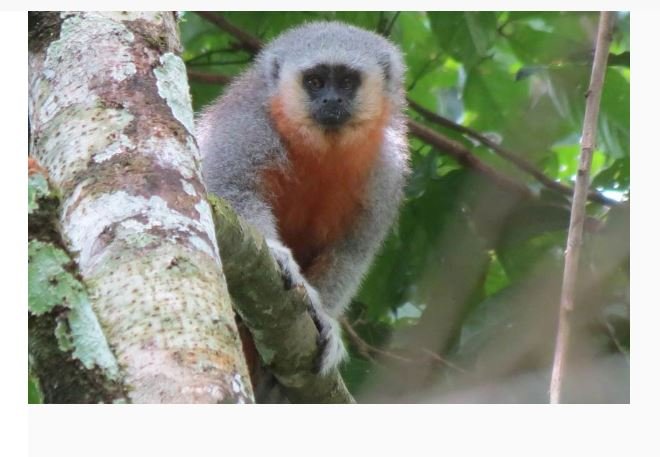 Nova espécie de macaco é descoberta a partir de programa de monitoramento da Usina Teles Pires