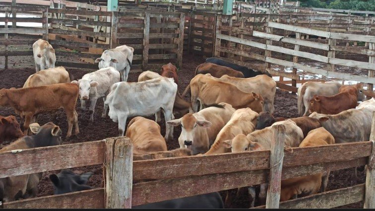 Idoso tem 10 cabeças de gado furtadas num arrendamento em Canaã.