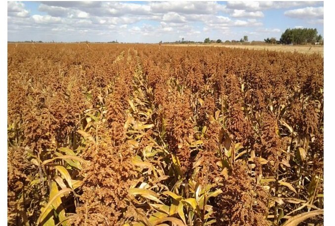 Farinha de sorgo reduz gordura no fígado, aponta estudo