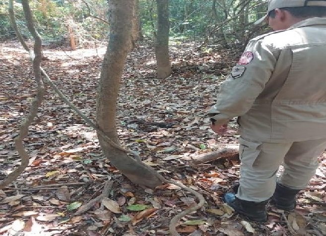 Macacos são encontrados doentes e mortos em comunidade rural de MT