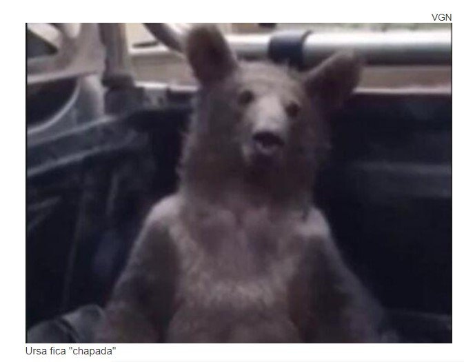 Ursa fica 'chapada' após comer mel alucinógeno e é resgatada na Turquia; veja