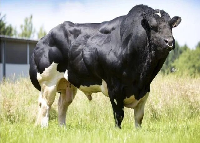 Viu essa? Curiosidades sobre o boi mais musculoso do planeta