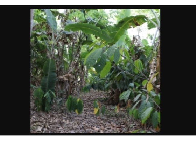 Sistema produtivo mostrado em novela já é realidade no norte de Mato Grosso