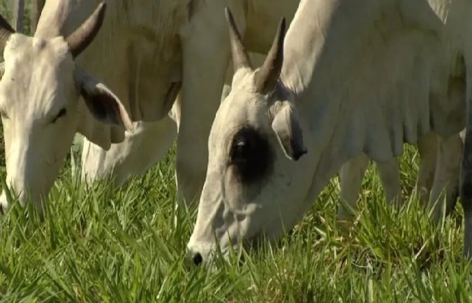 Neto é suspeito de furtar gado do avô em Mato Grosso