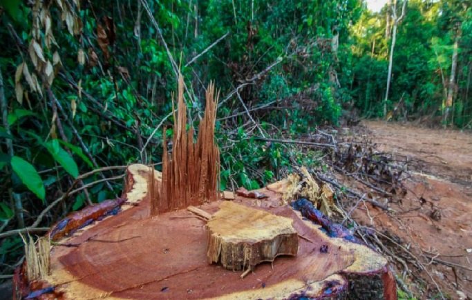 Mato Grosso desmata área maior que a cidade de São Paulo