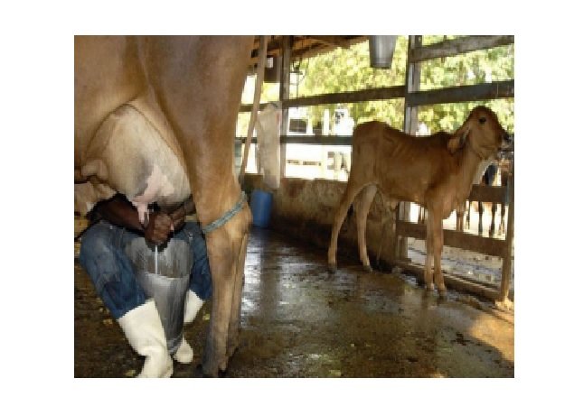 Preço do leite cai e liga alerta para produtores mato-grossenses