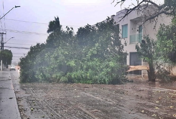 Ventos fortes causam transtornos e derrubam árvores em MT