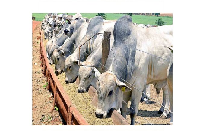 Intenção de confinamento aumenta 22% em Mato Grosso; expectativa é de 647 mil animais