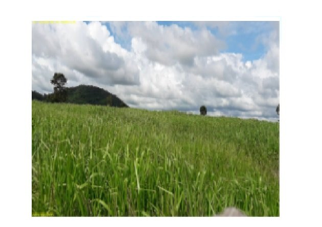 Propriedades rurais recuperam pastagens e áreas degradadas em MT