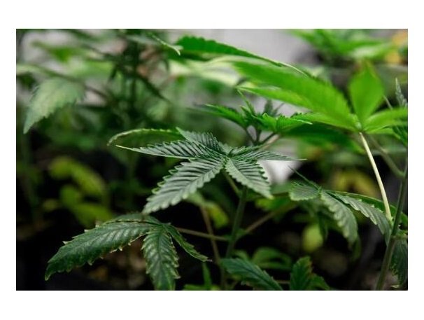 Deputados derrubam veto ao projeto que regulamenta uso da maconha medicinal em pacientes do SUS em MT