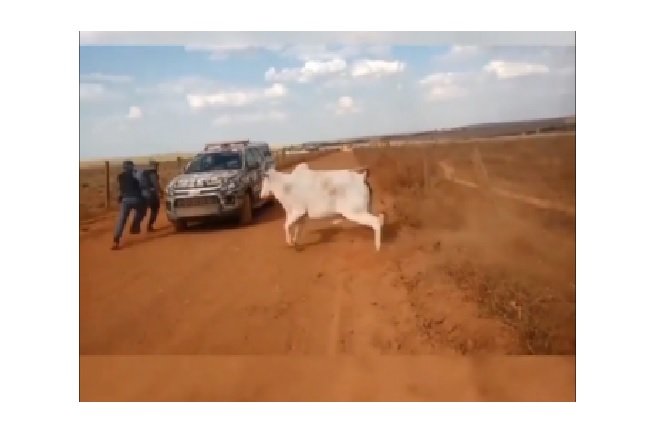 Vaca brava coloca policiais militares para correr em MT