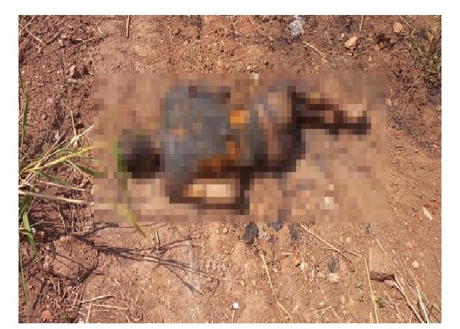 Homem morto com corpo carbonizado é encontrado às margens da BR