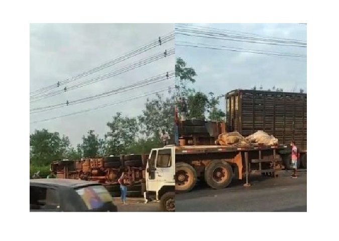 Caminhão carregado de bois tomba e animais morrem em MT