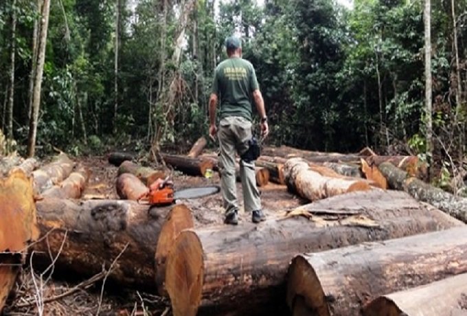 Desmatamento e queimadas em Mato Grosso aumentam riscos de extinção para espécies de macacos