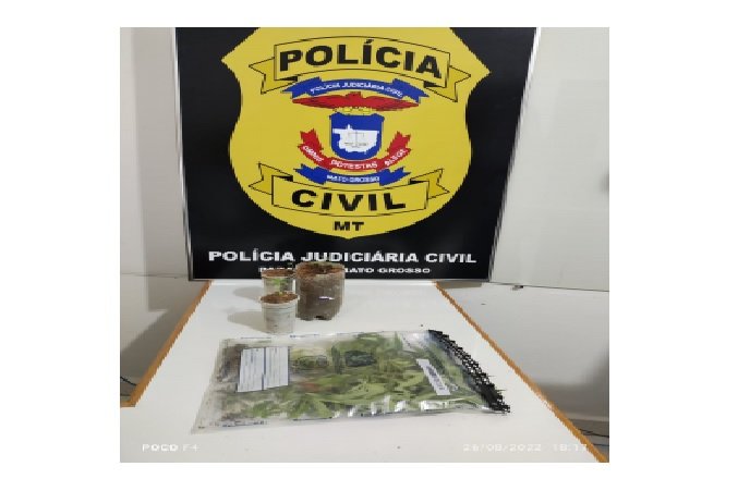 Policia apreende plantação de maconha em propriedade rural de MT