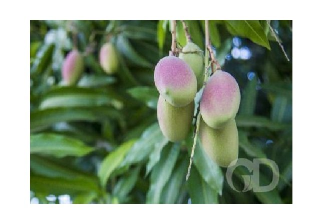 Frutas da estação apresentam melhor qualidade e são mais baratas; confira as dicas