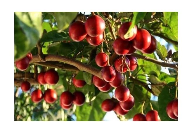 Tomaté arbóreo é opção para previr a obesidade