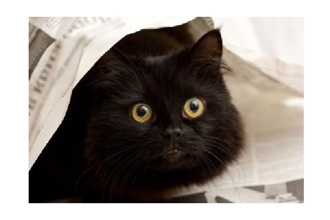 País tem a 4ª maior população de gatos; veja 6 curiosidades que todo tutor deve saber