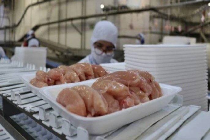 Exportações de carne de frango crescem 15,3% em agosto