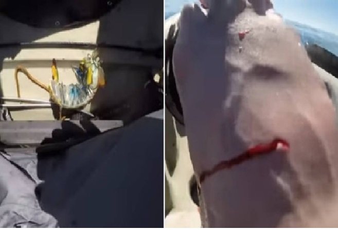 Pescador é ferido por soco de camarão que é um dos mais fortes do planeta