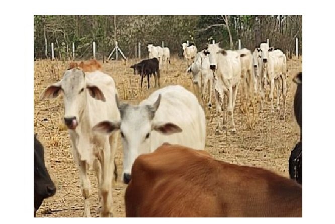 Ação conjunta recupera 57 cabeças de gado roubadas de fazenda