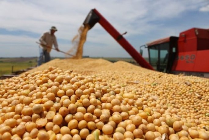 Área de soja convencional cresce quase 35% em Mato Grosso
